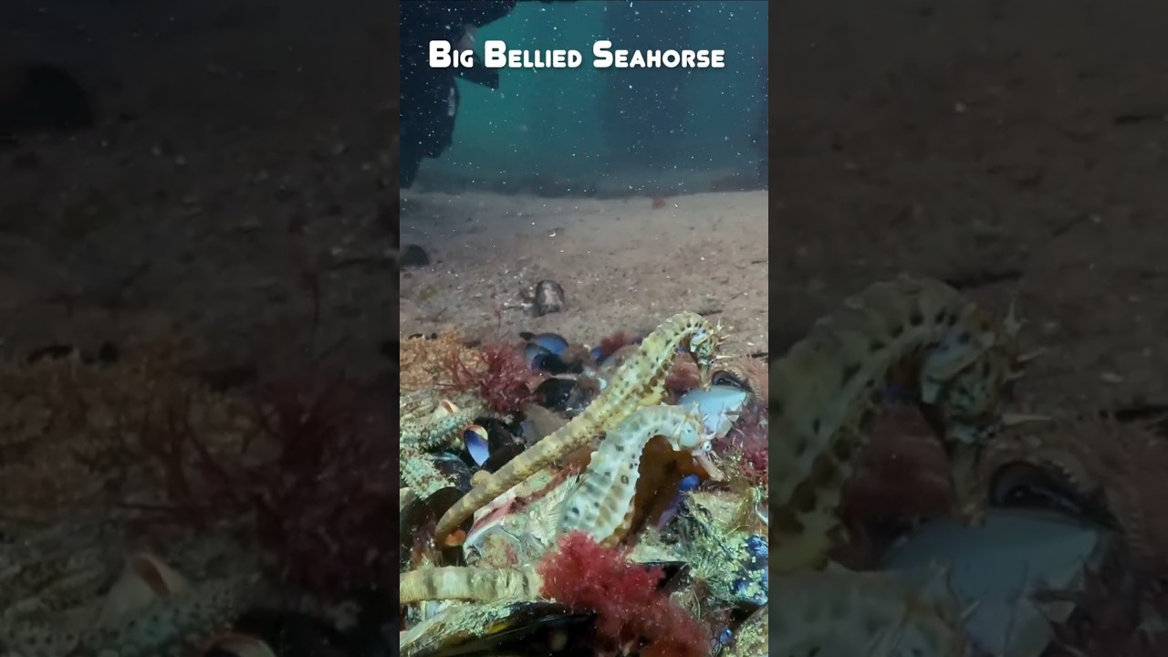 [Frankston Pier] Best 