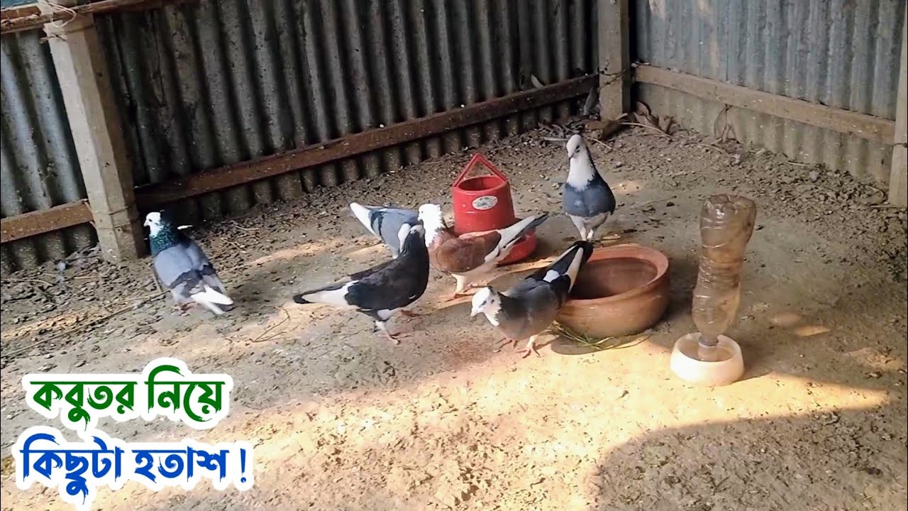 আমার কবুতর নিয়ে কিছুটা হতাশ ! | Palash Pigeon Vlog