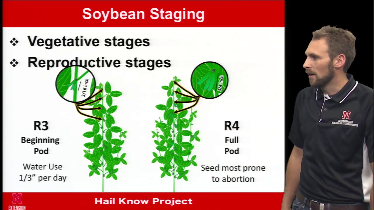 Hail Damage Evaluation and Management in Soybeans