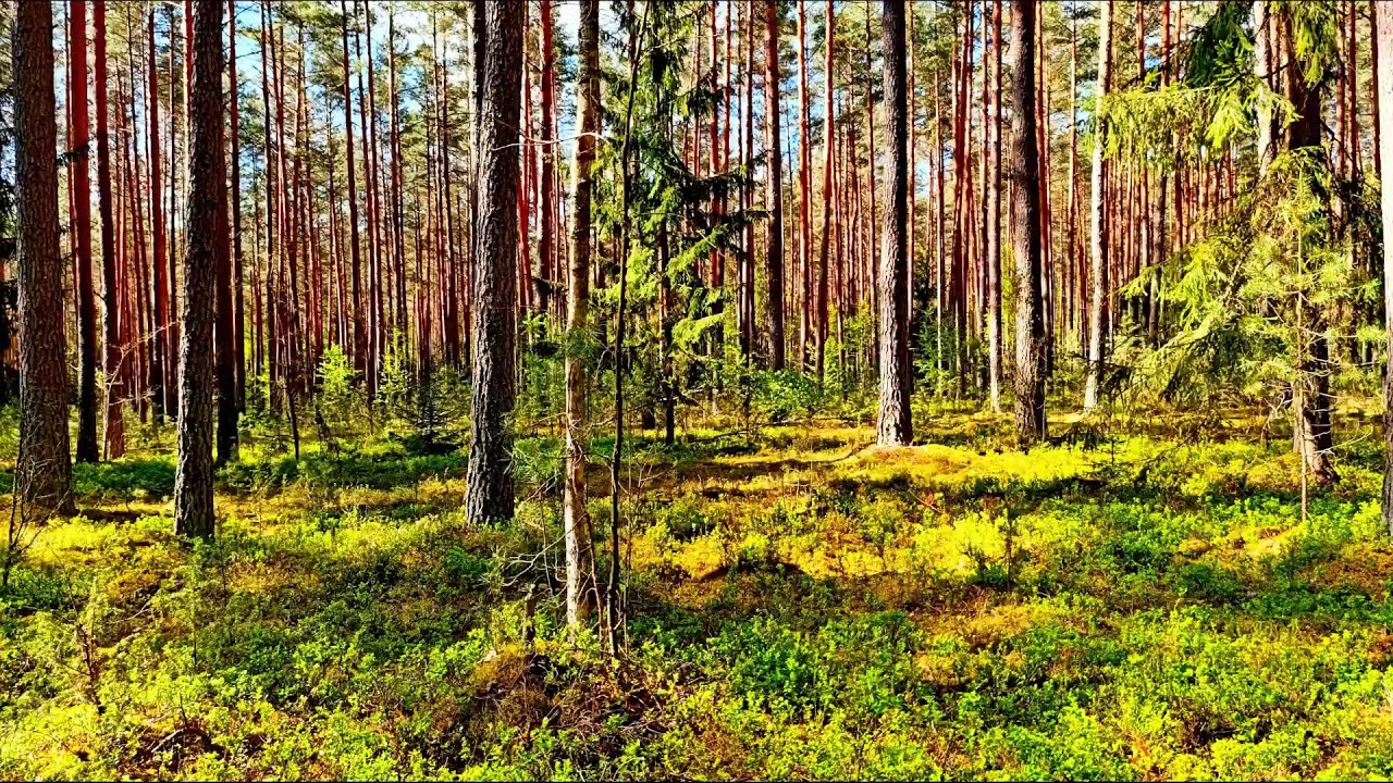 Звуки леса в формате 4K для успокоения 🌿 Умиротворяющее пение птиц и зелень для релаксации