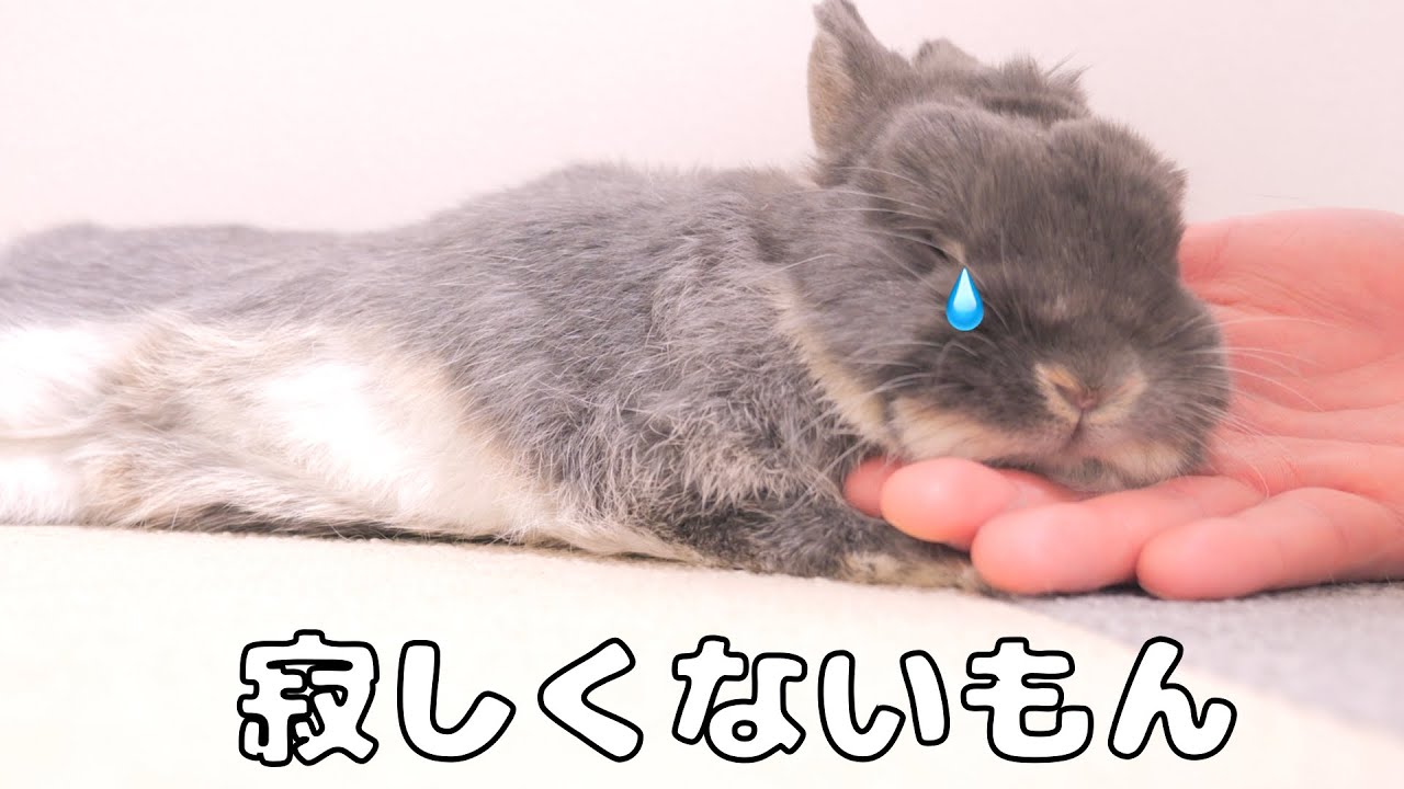 ムギがいなくて寂しいのか飼い主の掌で眠ってしまった妹うさぎがこちら【No.1340】