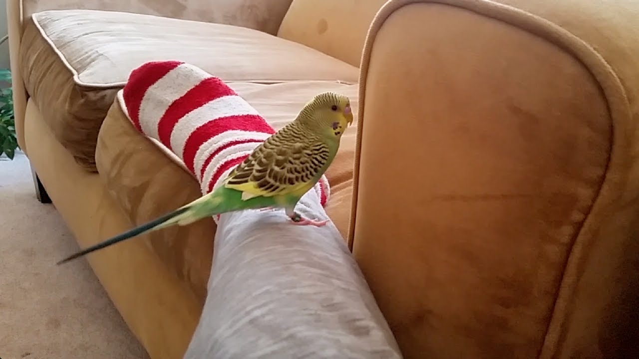 Pillow the Parakeet: He or She??? You Tell Us.