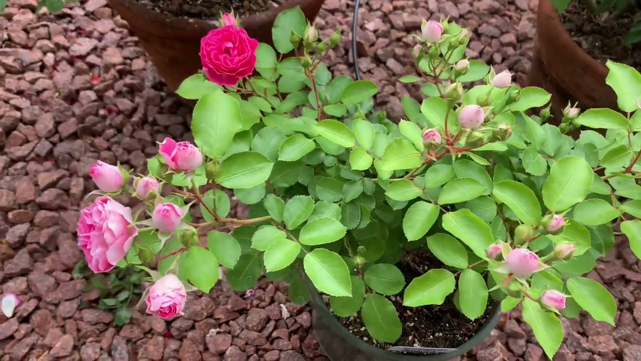 胭脂扣第一次開花 04/18/25