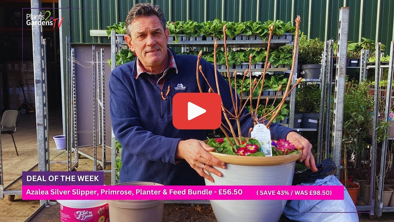 Instant Patio Colour 🌸 Azalea Silver Slipper Container Planting (Step-by-Step Bundle Guide)