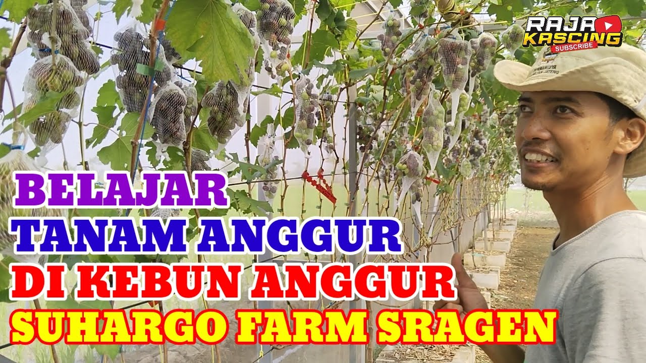 Belajar Budidaya Anggur bersama Master Tunjung Suhargo Sragen ll Kebun Anggur Suhargo Farm