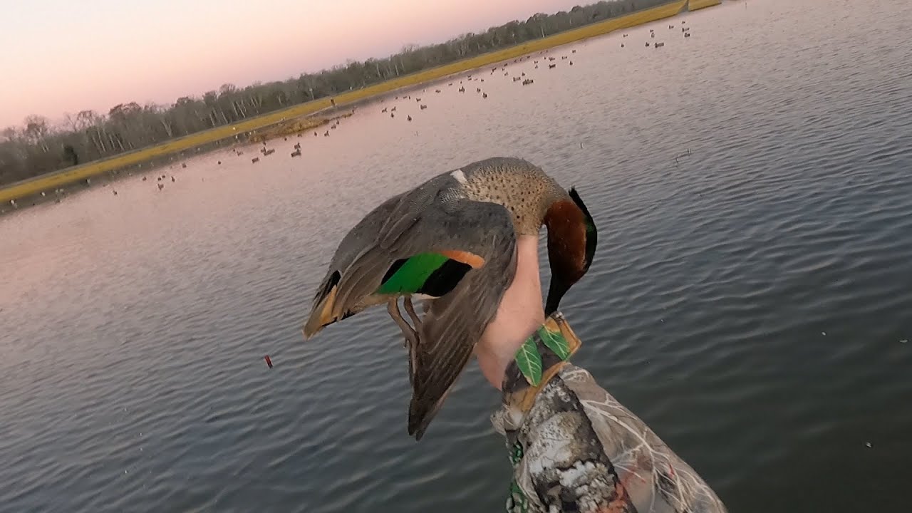 The Green Wing Teal are Doing it Right Lately