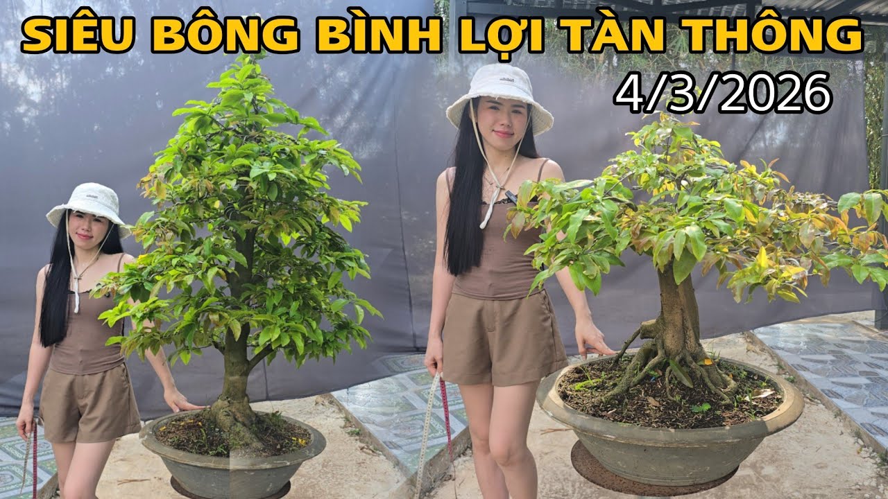 [4/3/2026] Siêu Bông Bình Lợi Tàn Thông Giá Rẻ ☎️0907411602 (Quý) | VƯỜN MAI HUỲNH GIAO