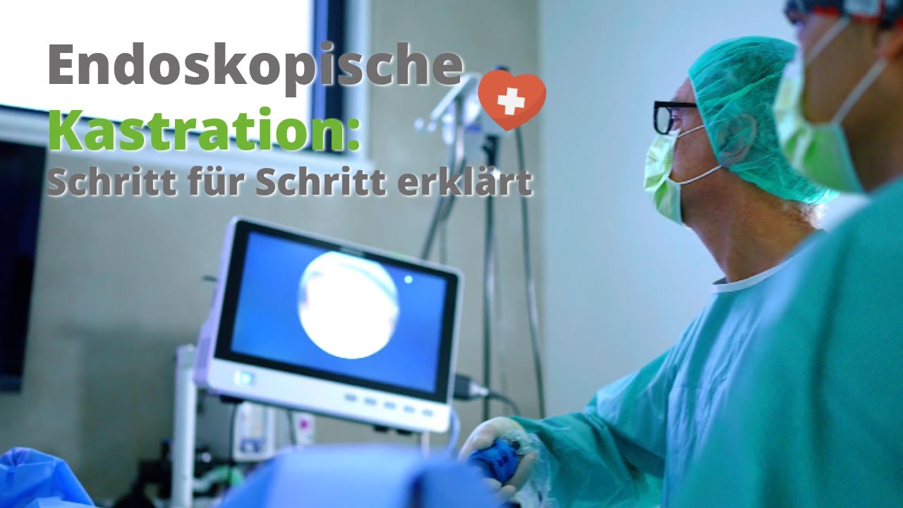 Wie läuft eine endoskopische Kastration ab? – Schritt für Schritt erklärt