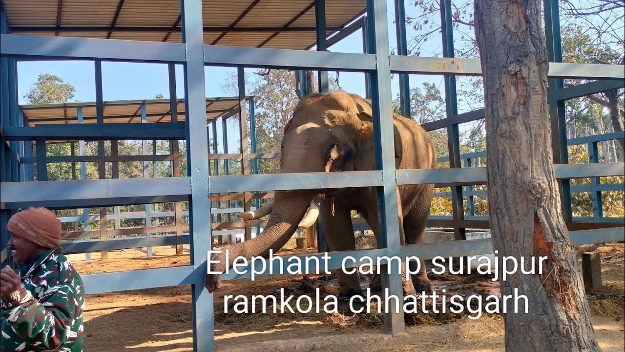 Elephant 🐘 camp in surajpur ramkola chhattisgarh full video #volgsvideo #elephants #ramkola#surajpur