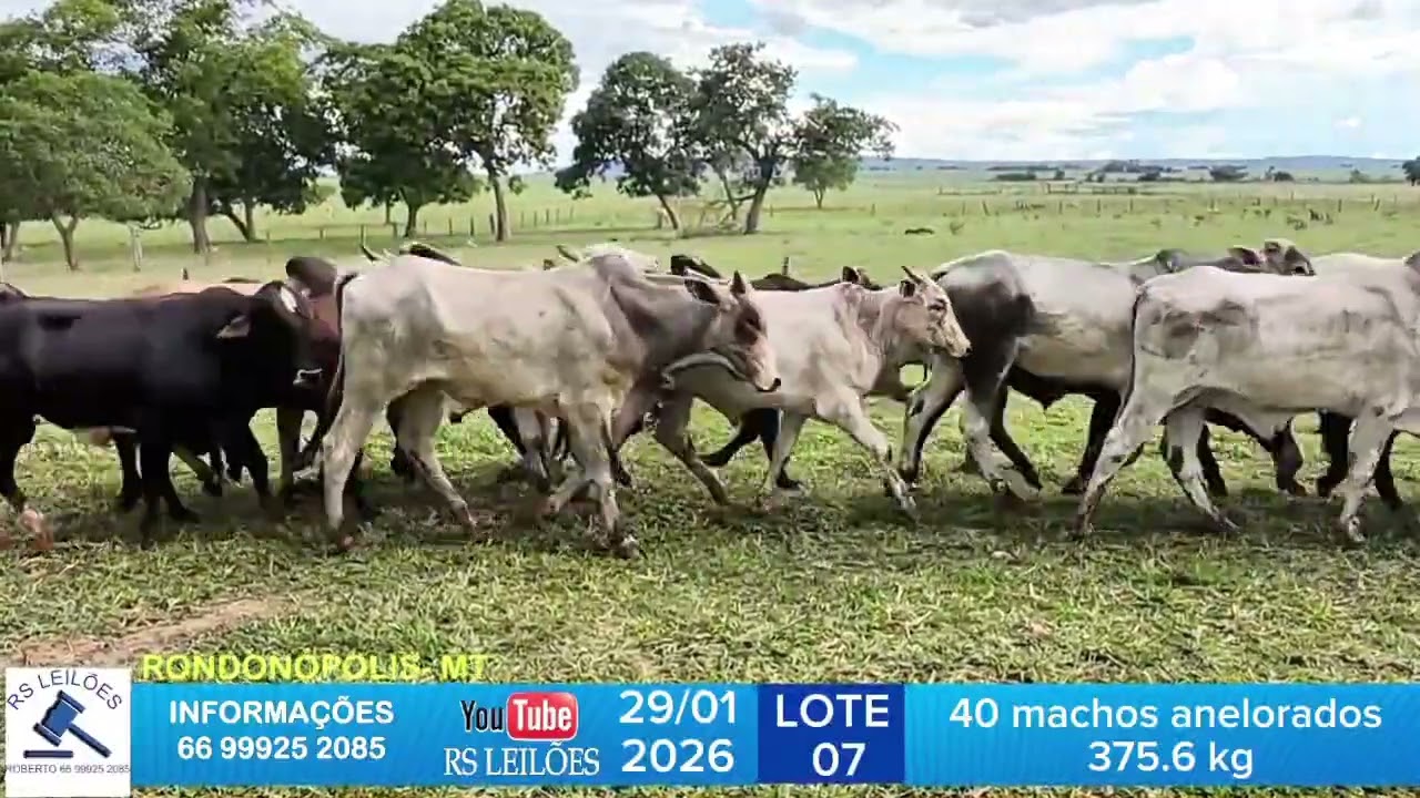 LOTE 07 - 40 MACHOS ANELORADOS - 375,6 KG