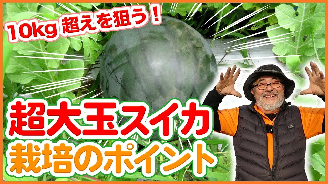 家庭菜園や農園で超大玉スイカ栽培！3月に植えて保温栽培で10kg越えを狙うスイカの育て方を徹底解説！【農園ライフ】