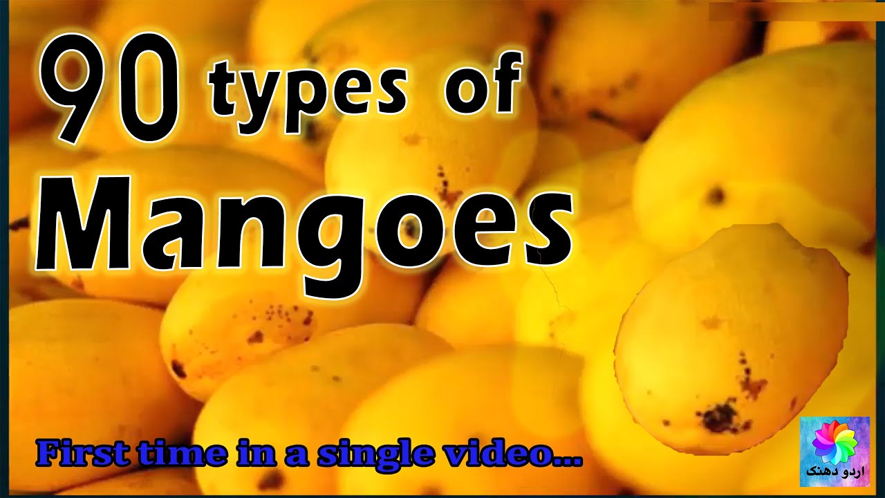 90+ Types of Mangoes in Pakistan 2020 | Mango the king of Fruit | World top best Mango varieties
