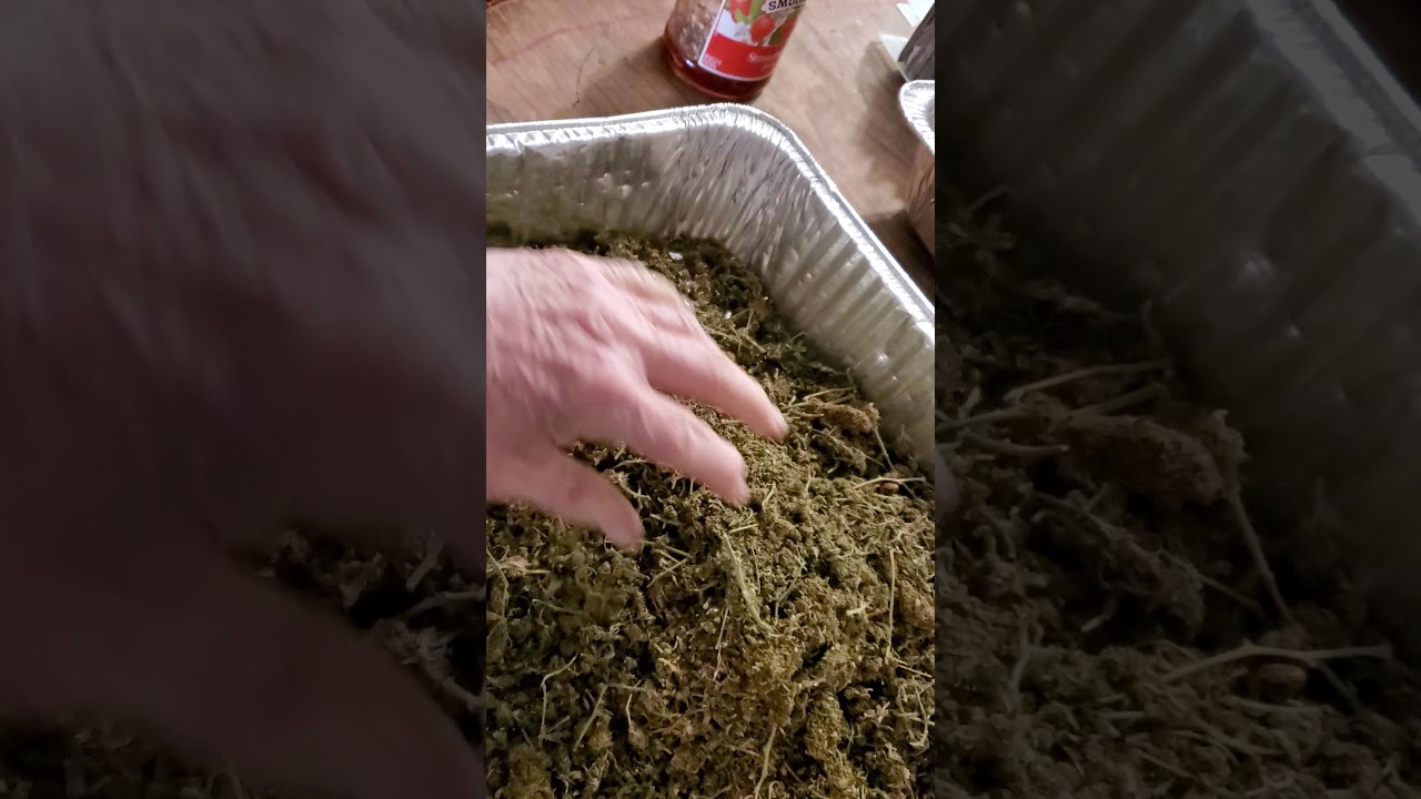 Making Cannabis oil.