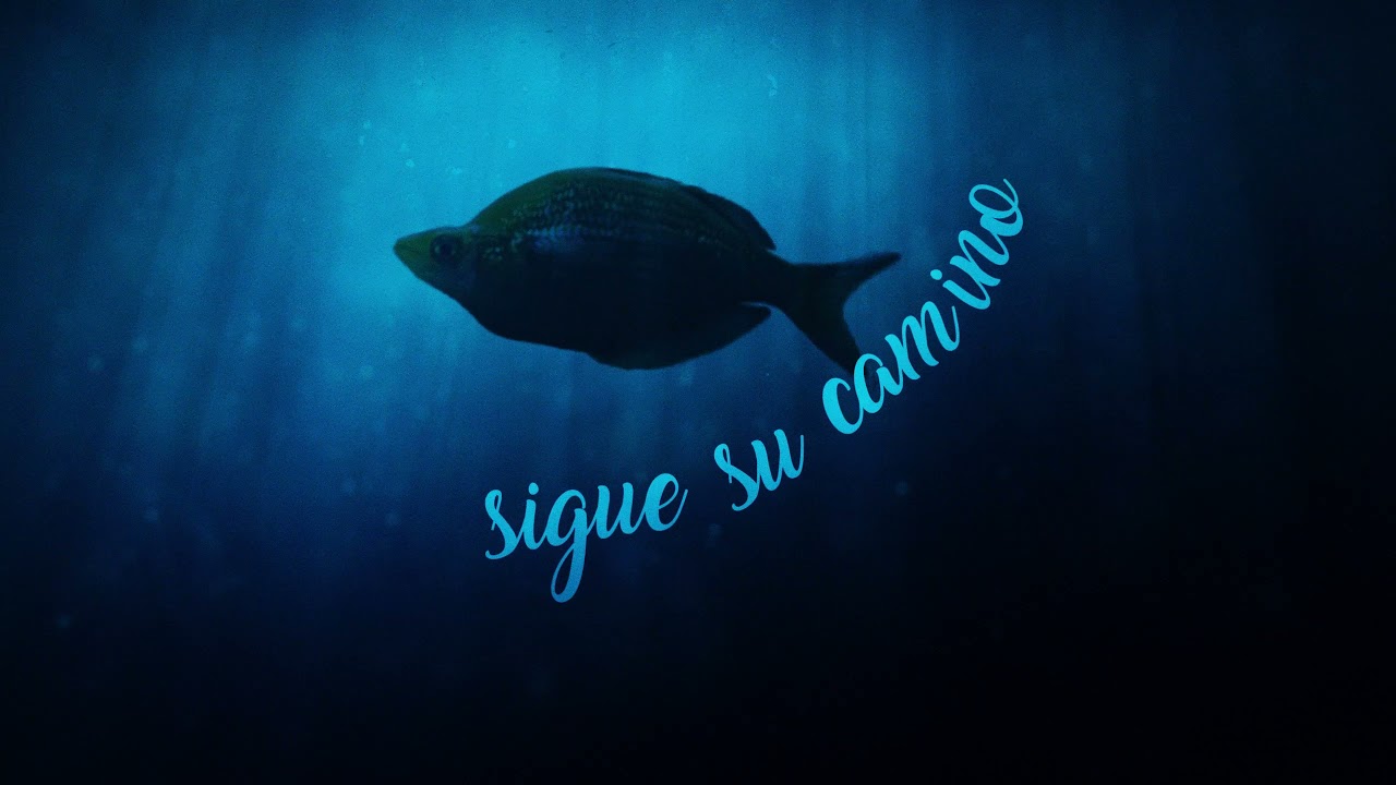 Kaia Lana - ¿Cómo Decirte? (Lyric Video)