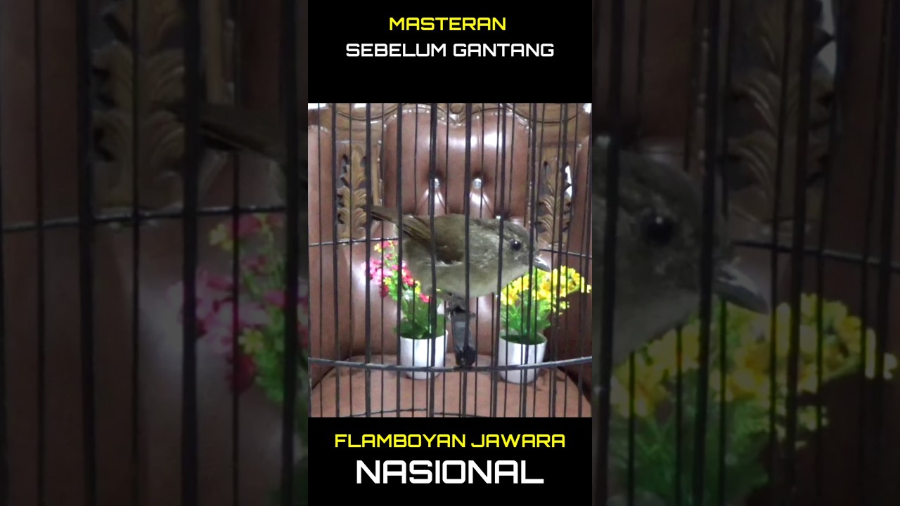 masteran Flamboyan terbaik 2025 #birds #masteranjernih #MasteranCucakIjo