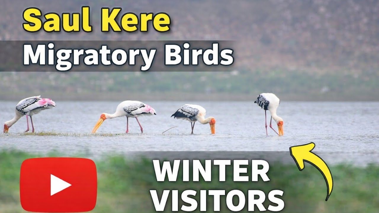 Saul Kere -Migratory Birds in Bangalore/ Lakes of Bangalore / Migratory Birds in Bangalore /