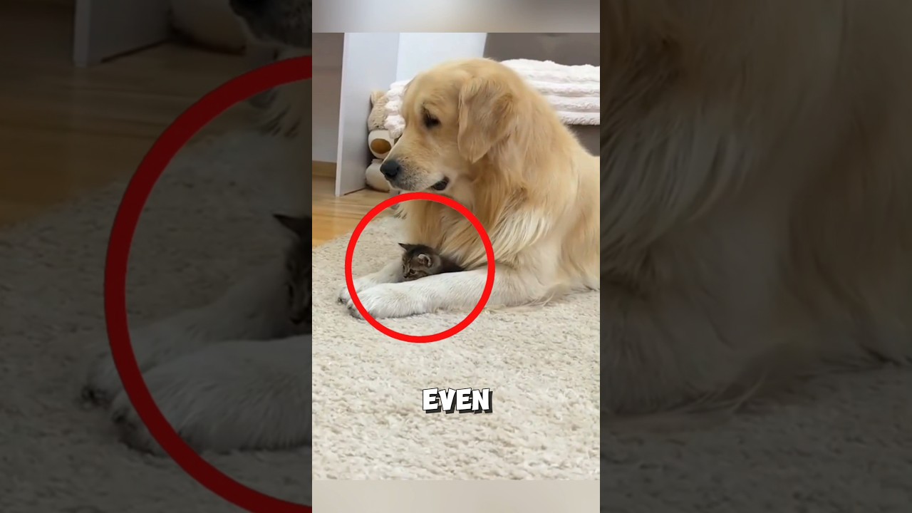 This abandoned kitten finds a new family with a loving dog ❤️ #kitten