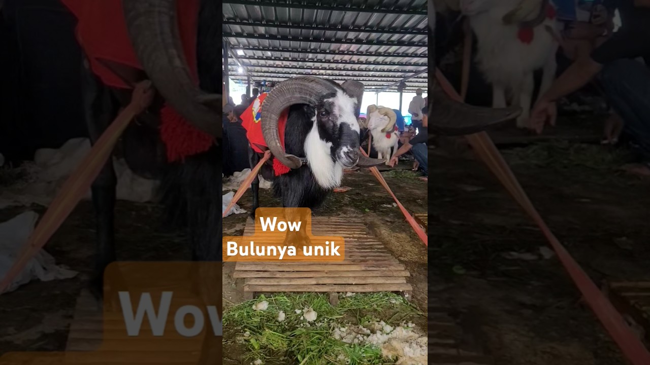 Domba Garut bulu unik || kontes Skdg Pamidangan Anugrah Plp