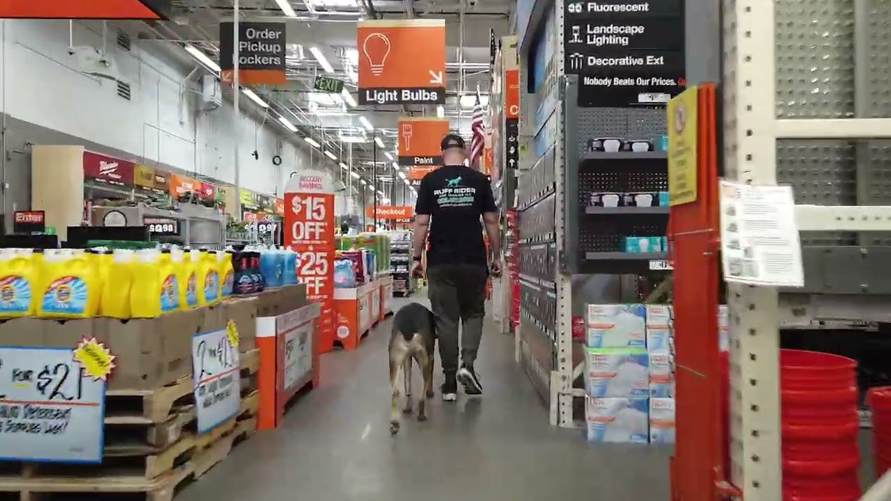Maverick’s Off-Leash Heel Transformation 🐾 | Before & After Board & Train