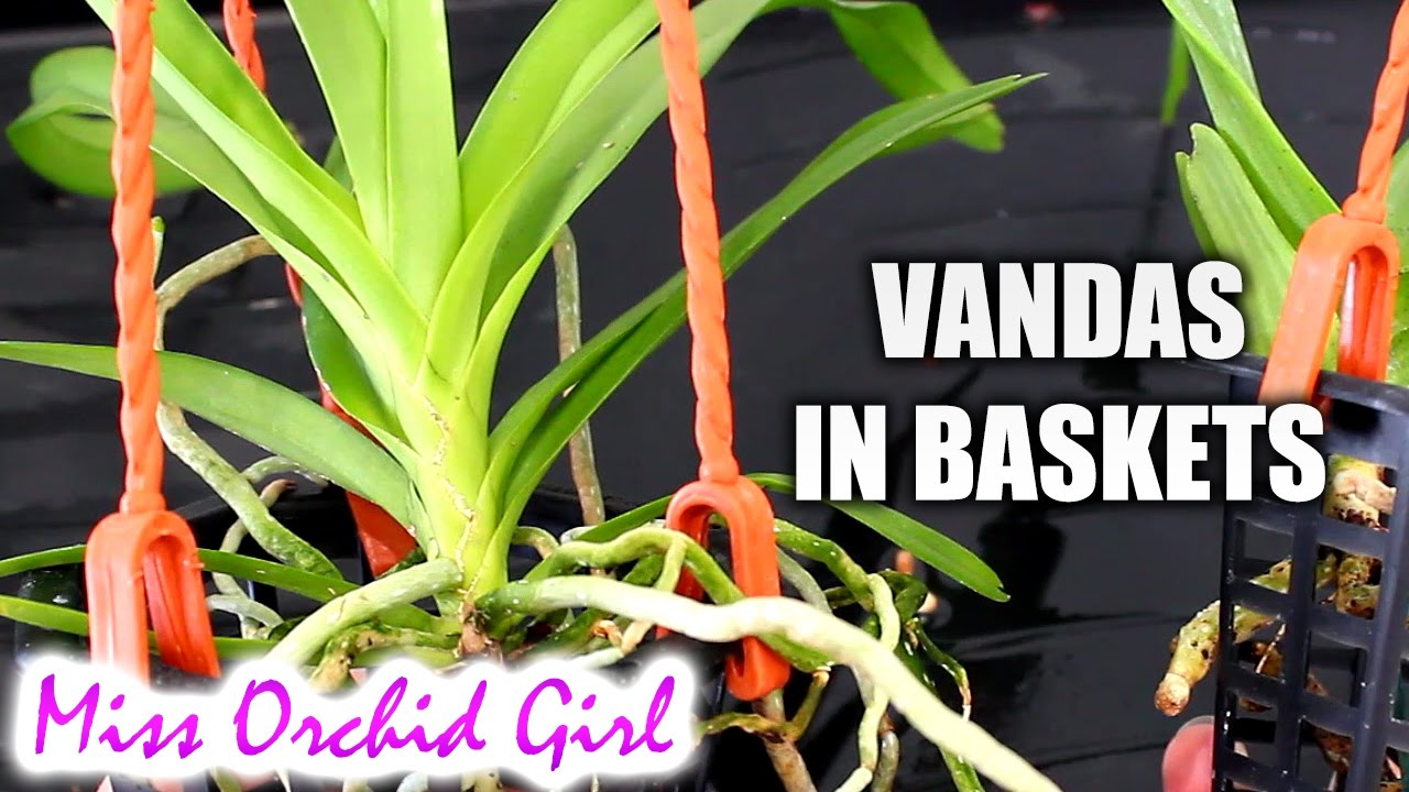 Transferring Vanda Orchids from pots to baskets