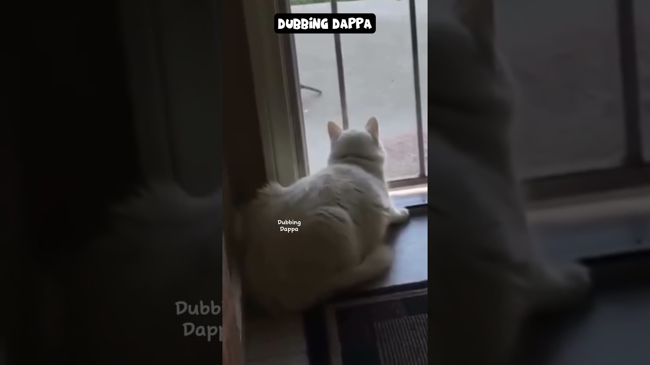 Kareees Plan 🤣 #funny #cat #shorts #dog #shortsfeed #animals #dubbingdappa #petscomedy #catvideos