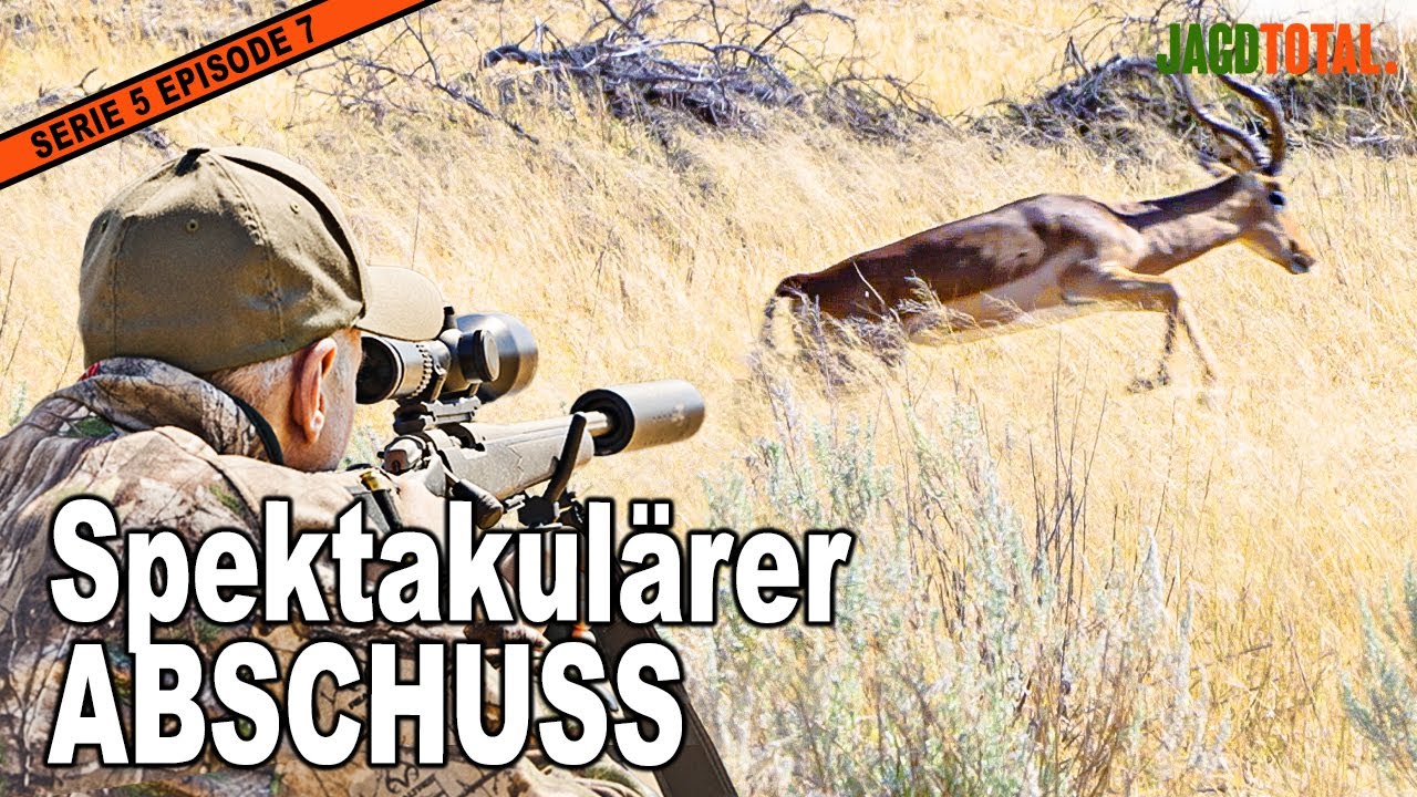 Die spannendste Impala-Jagd: Ein unvergessliches Naturerlebnis!