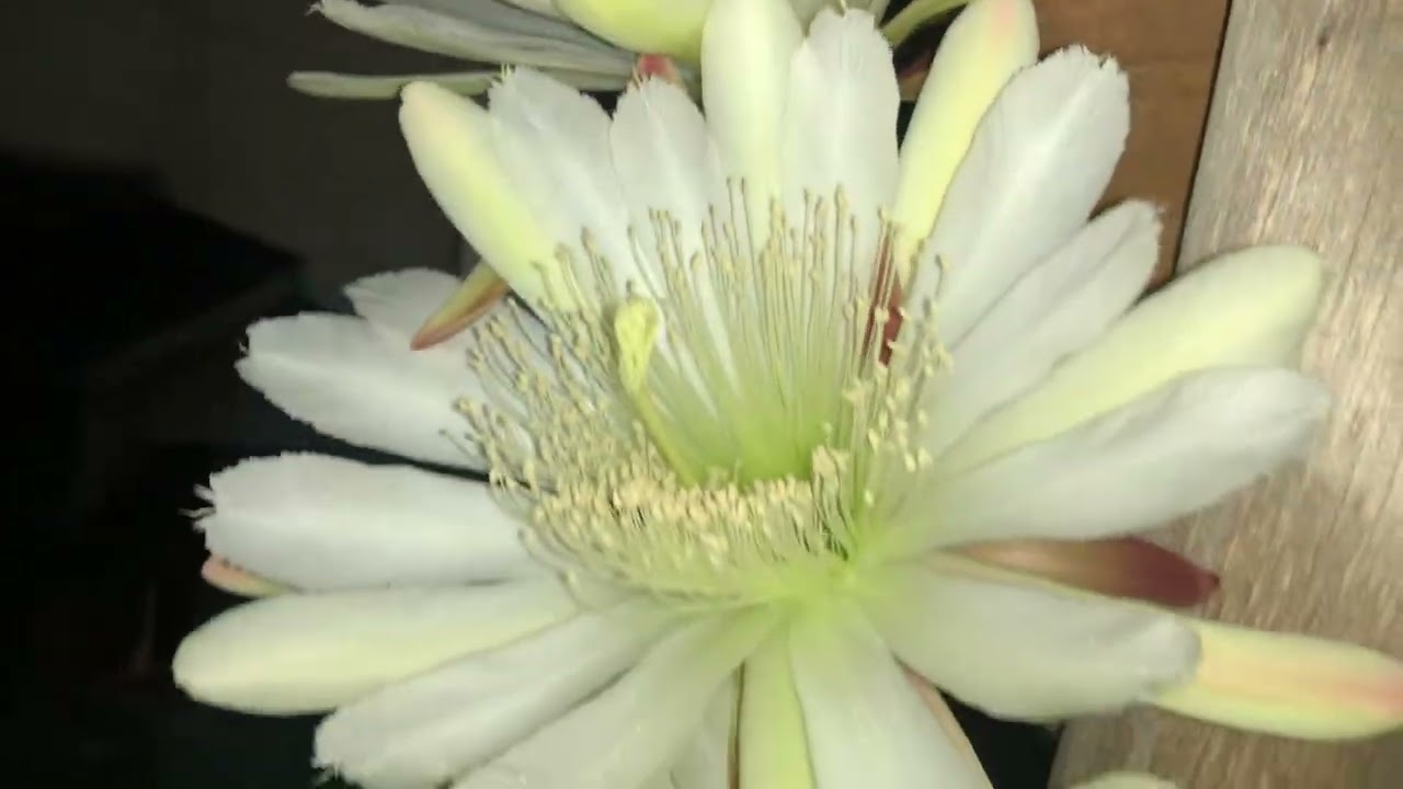 Floração noturna #cactos #mandacaru