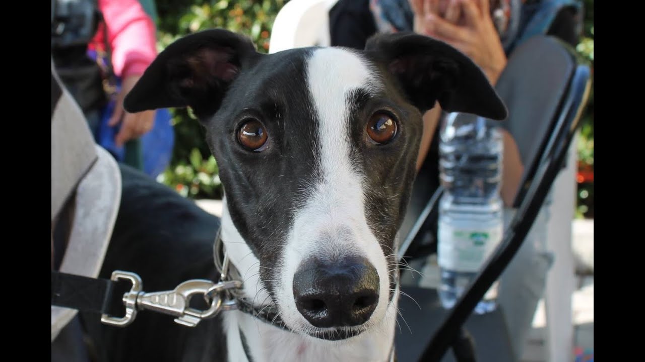 30 Irish Retired Greyhound for GACI Italy October  03  2015