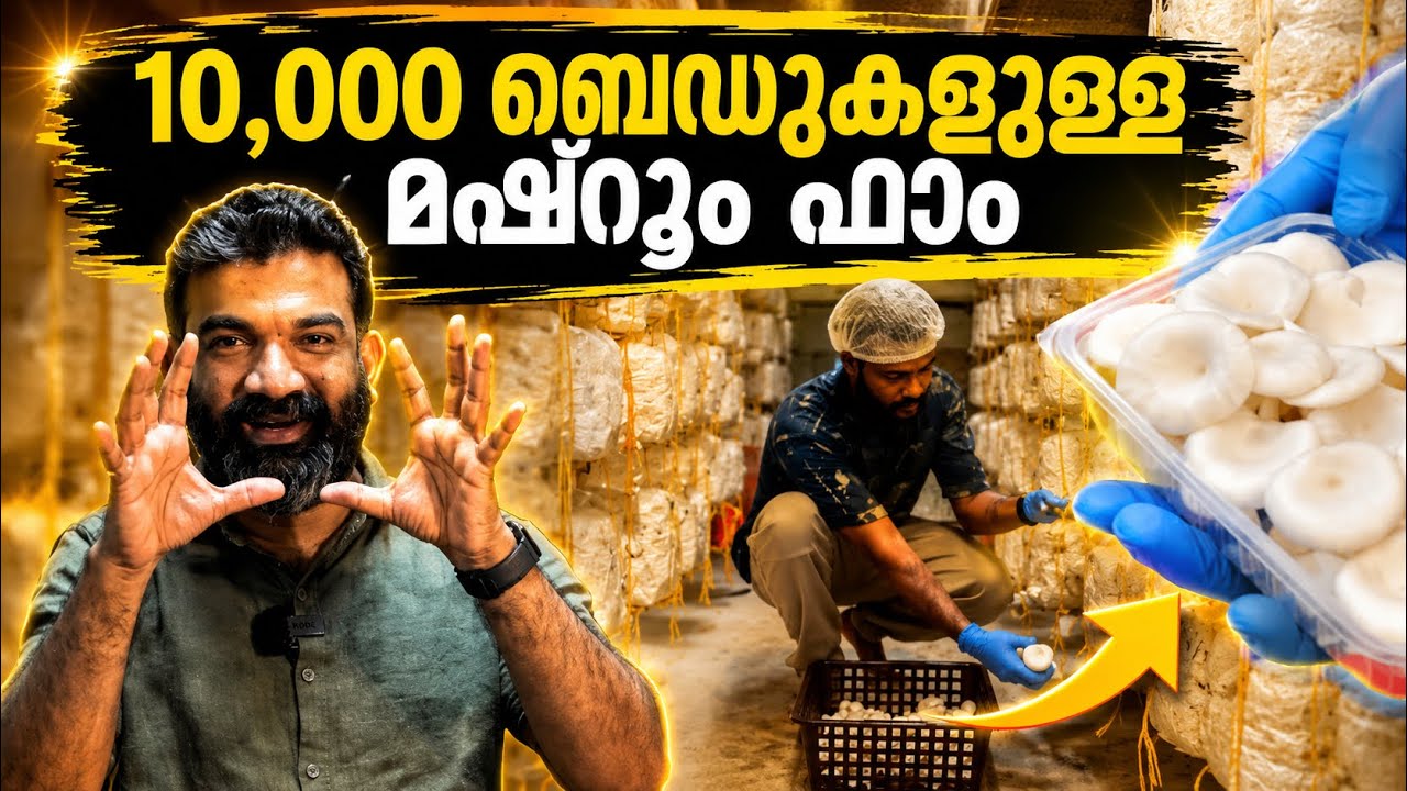 10,000 ബെഡുകളുള്ള ഹൈടെക് മഷ്റൂം ഫാം