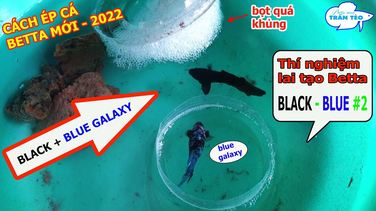 Kết quả THÍ NGHIỆM LAI TẠO CÁ BETTA BLACK BLUE #2 | CÁCH ÉP CÁ BETTA MỚI NHẤT | tran teo bettaman