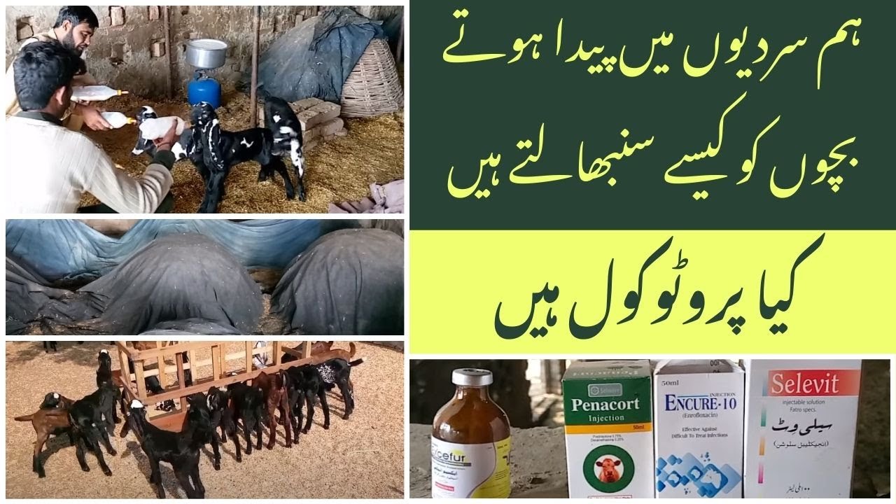 Protocols For Protecting Baby Goats in Winter