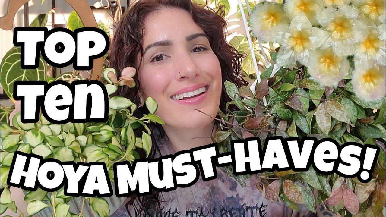 HOYA MUST-HAVES!! 🌸 Top 10 Favorite Hoya in My Collection Right Now 🌿