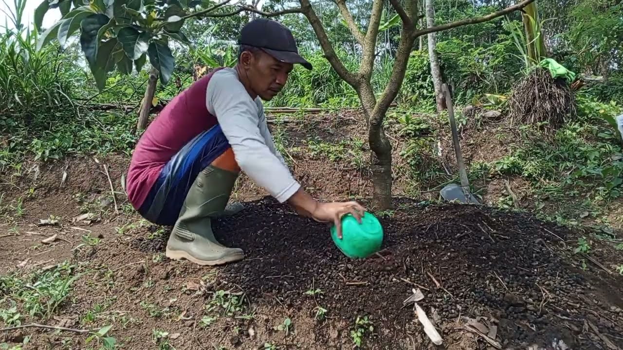 CARA MEMBUAT BATANG POHON ALPUKAT CEPAT BEsar