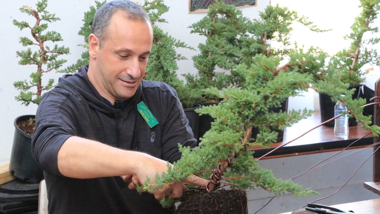 Bonsai Juniper beginners how to FULL demonstration From raw Stock to Mini Bonsai