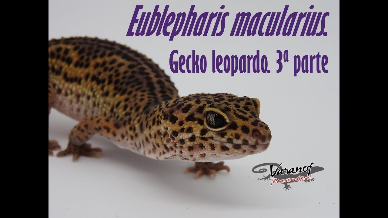 Eublepharis macularius  Gecko leopardo  Diseño del terrario  Parte 2