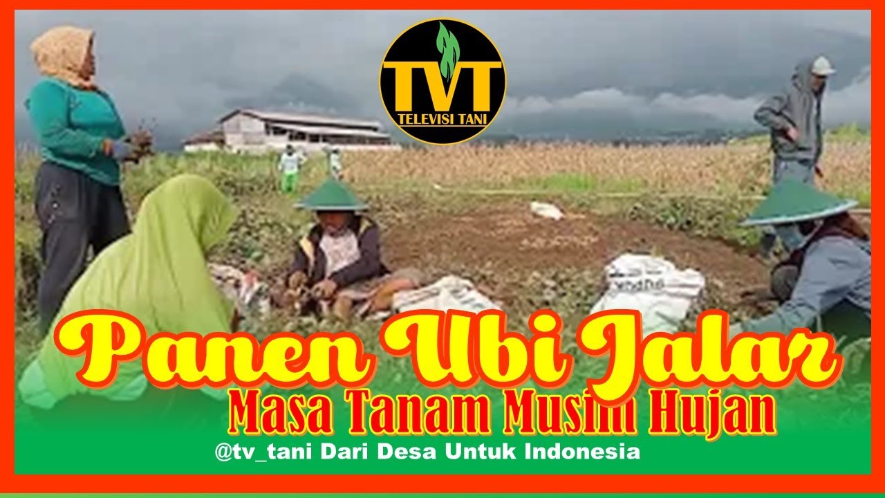 Panen ubi jalar masa tanam musim hujan #sawah #pertanian #tani