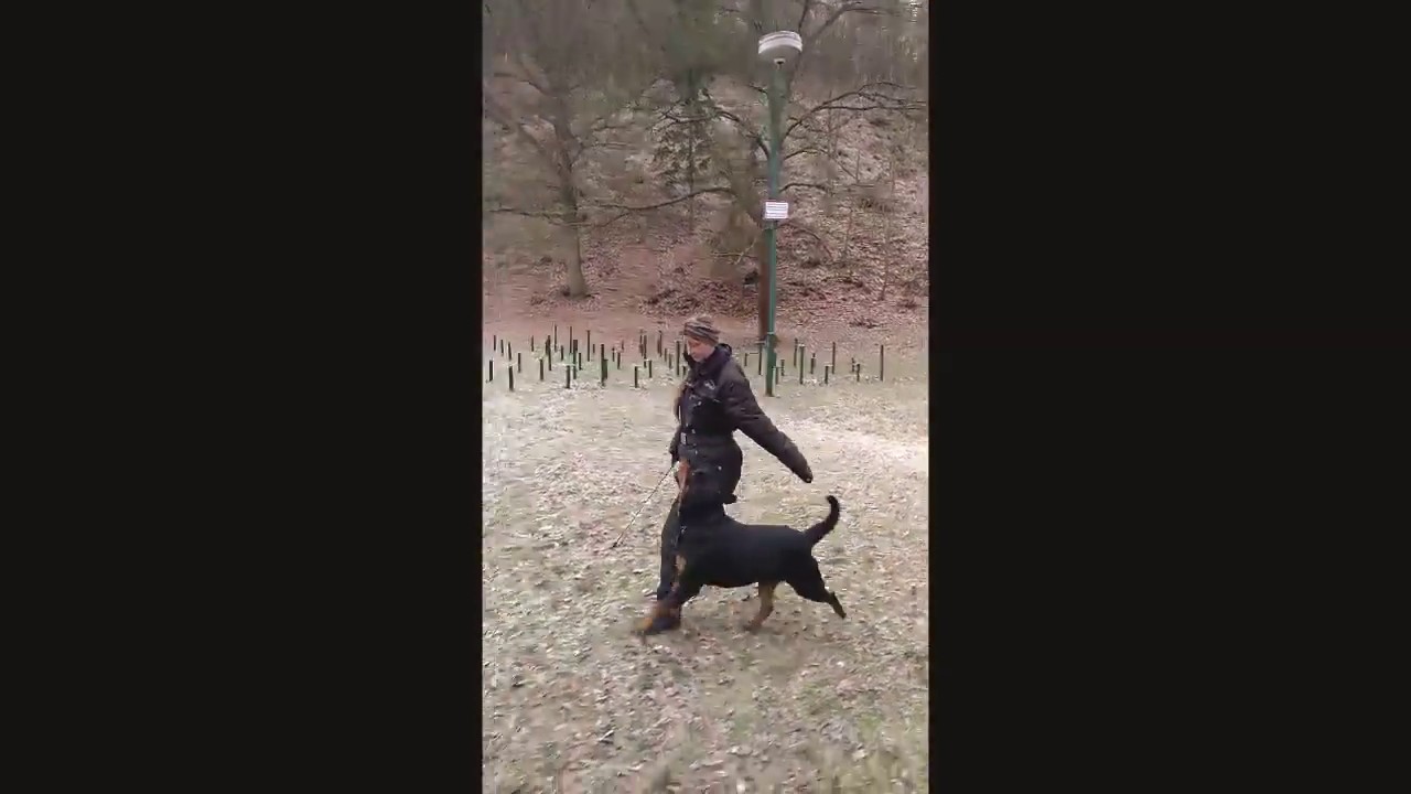 Bugina Pegas z Jalovč&iacute; poslu&scaron;nost/obedience 1/2019