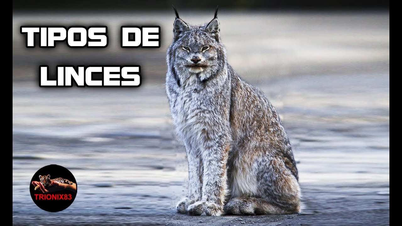 TIPOS DE LINCES QUE EXISTEN (Linces gigantes)