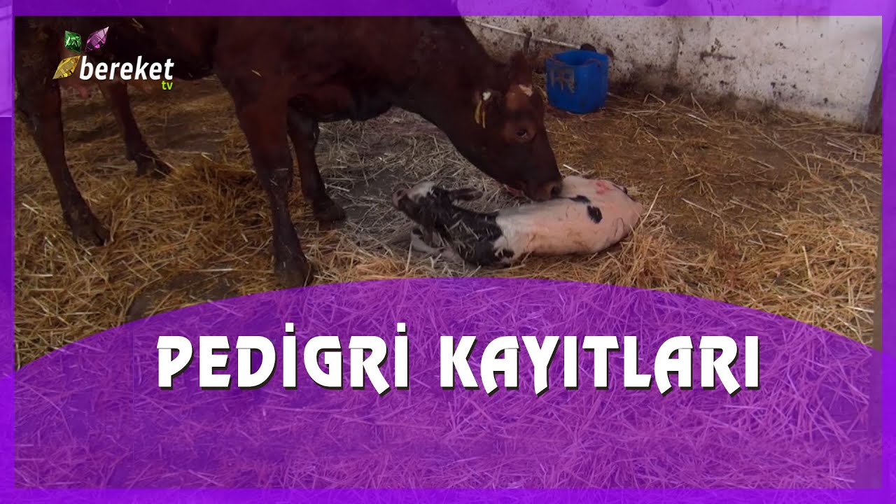 Avrupa Kırmızısı Sığırlarda Sürü Ömrü