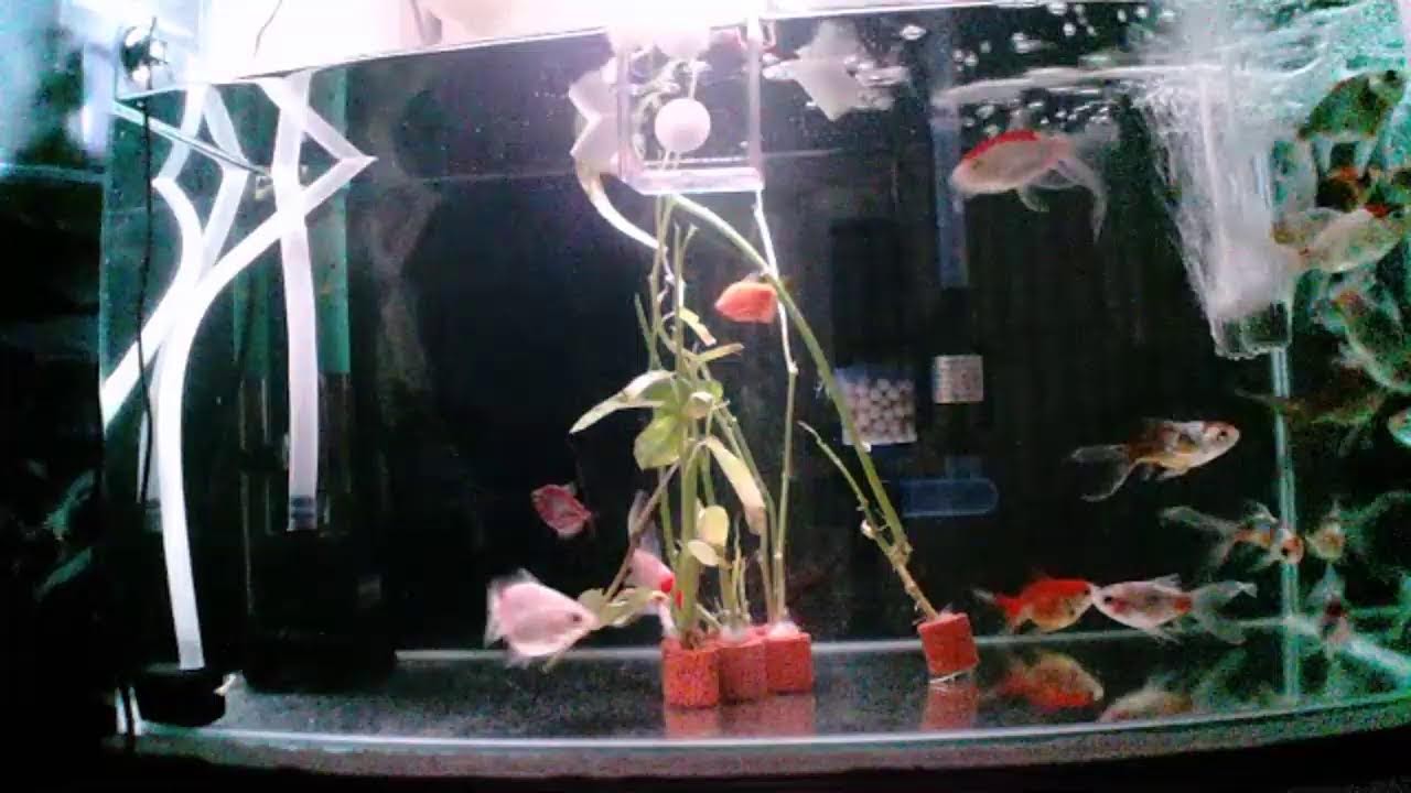 Watch My Gold Fish For Relaxing..