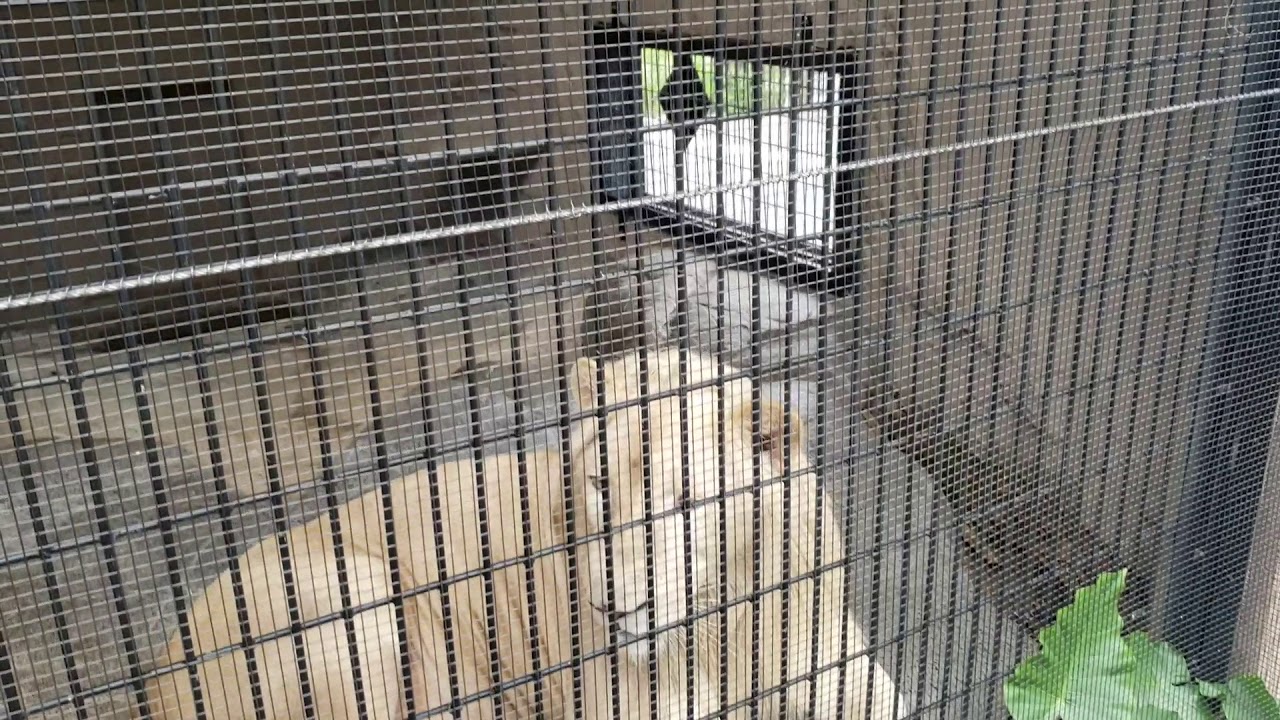 ホワイトライオンのセラム🦁