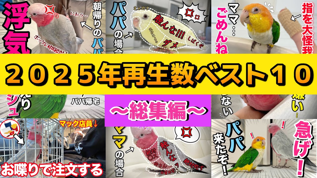 【イッキ見】2025年最も再生されたインコ・オウム動画10選！