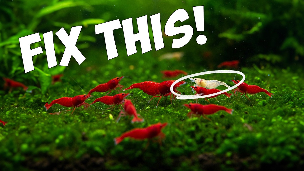 Culling Shrimp: The Secret to STUNNING Shrimp Colors 🦐