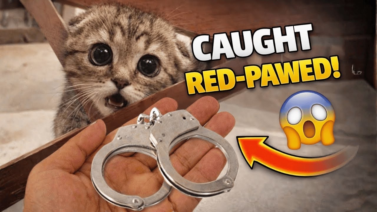 Internet Can’t Stop Laughing at This Cat 🤣🔥