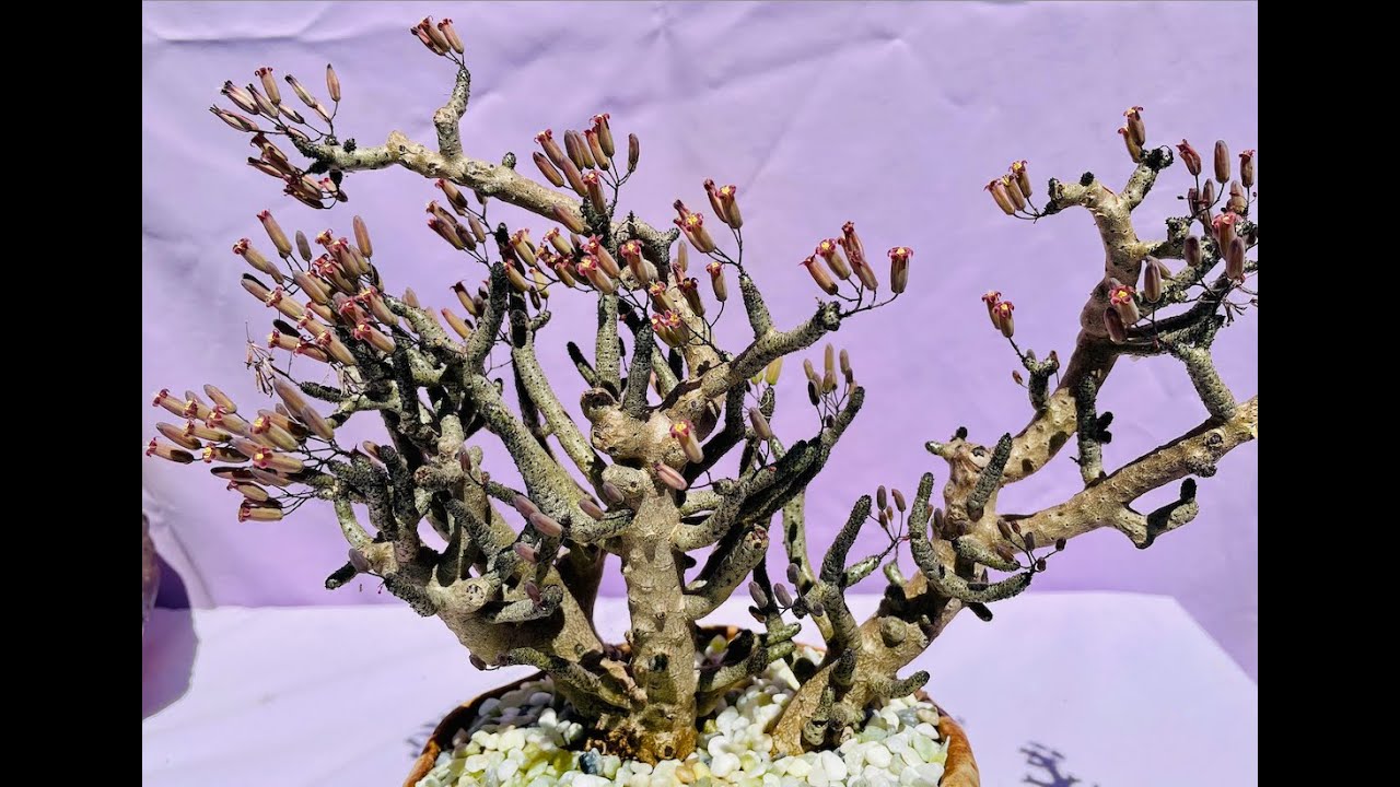 Tylecodon buchholzianus! Bonsai Caudiciform Succulent - Episode 68