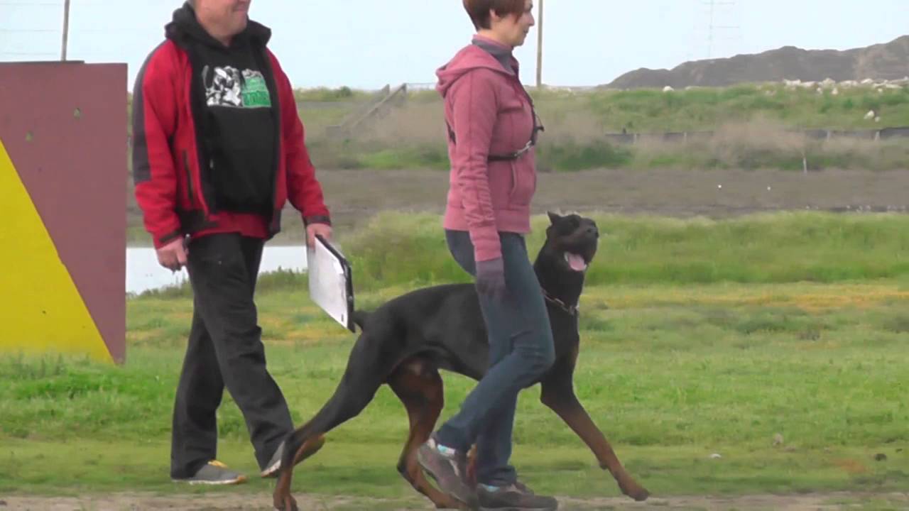 IPO 1 trial - obedience trial with USCA judge Frank Phillips