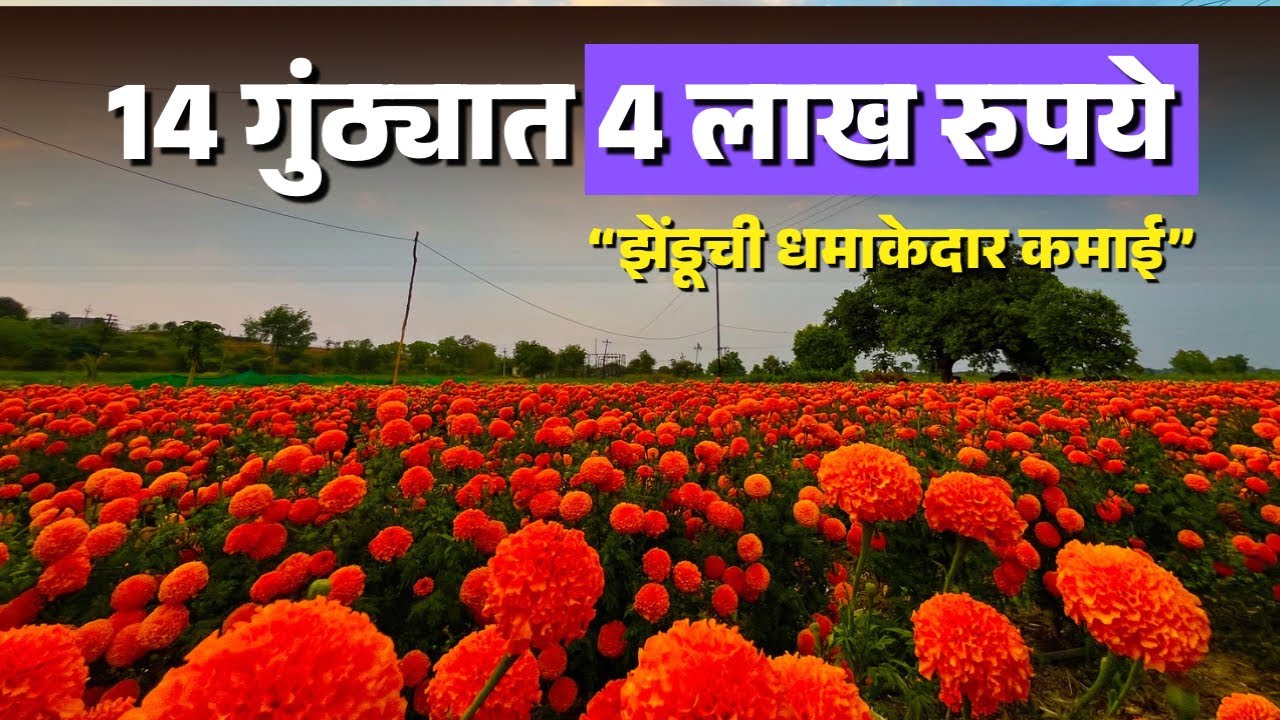 “झेंडू शेती – सोन्यासारखं फुलणारं उत्पन्न”