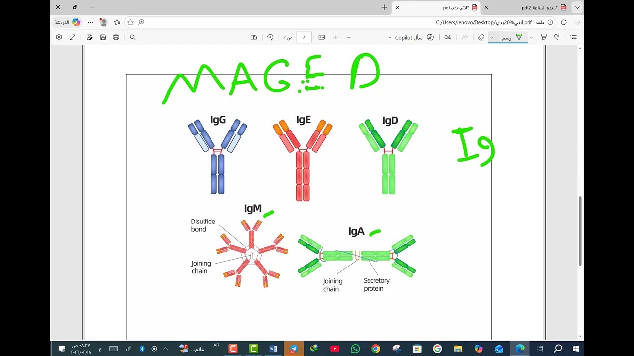 اهم موضوع في المناعة شرح تركيب و وظائف الانتي بدي antibodies 