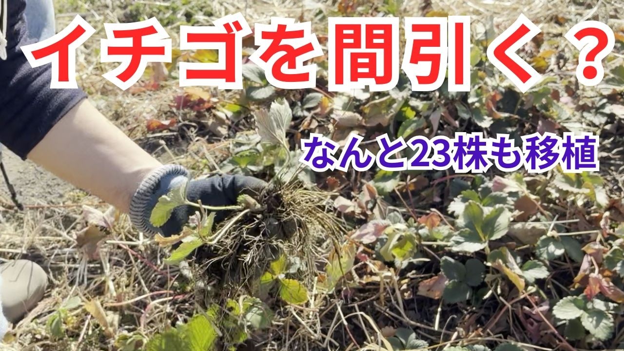 3株から増えた2年目イチゴの間引き｜冬の休眠期に23株を移植