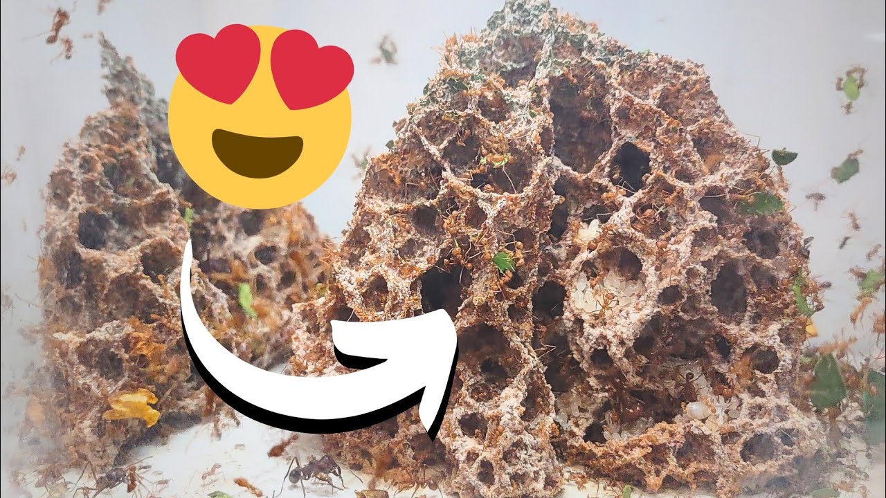 Я создал ОГРОМНОЕ гнездо для своих муравьев-листорезов!!!